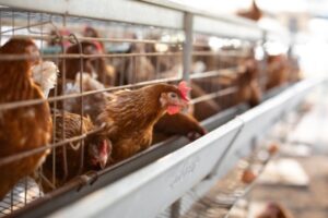 Grippe aviaire : les beaux jours sont là !