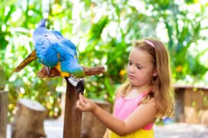 Parcs zoologiques : vers une fin du taux réduit de TVA ?