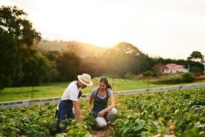 Ajustement de droits à paiement de base : quelques précisions pour les exploitants agricoles…