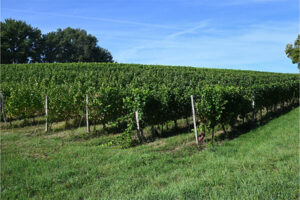 Viticulture : un sursis pour la déclaration des récoltes