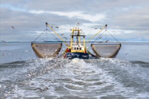 Déclaration des activités de pêche : passage à la déclaration électronique ?