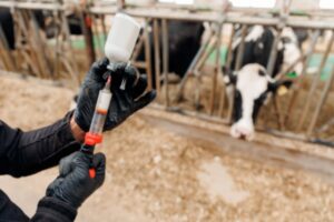 Dermatose nodulaire : nouvelle restriction de mouvements pour les animaux non-vaccinés