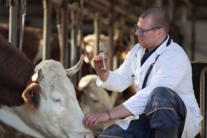 Agriculture : le point sur les épidémies