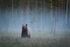 Animaux sauvages : des mesures à signaler