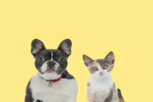 Vente d’animaux de compagnie : de nouvelles sanctions à connaître